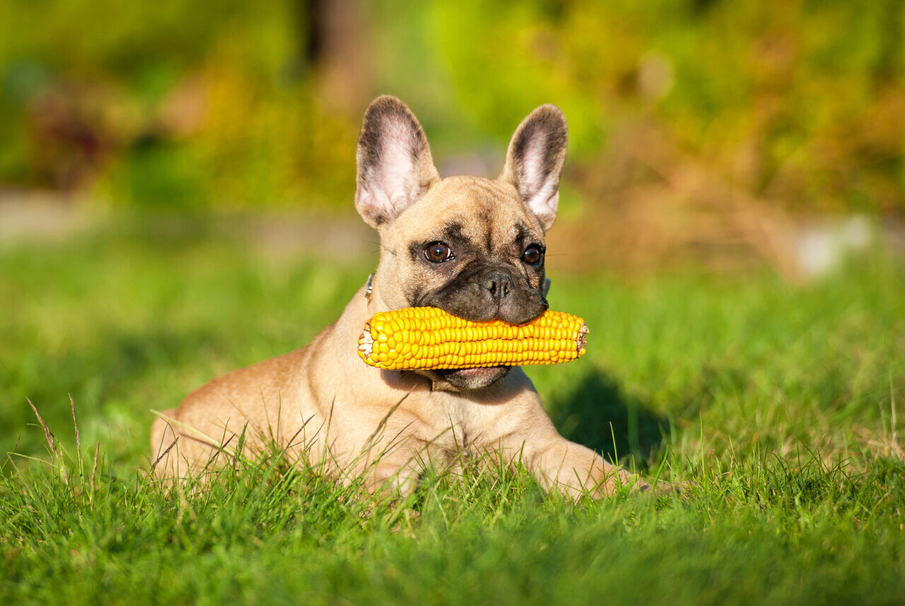 dogs-corn-cobs-dangers-1280x857