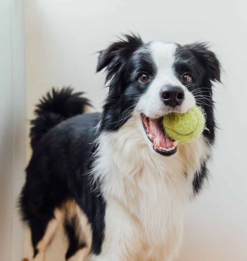 border-collie-with-tennis-ball